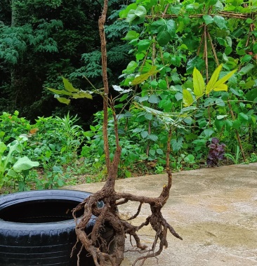 十大功劳刺黄连下山老桩