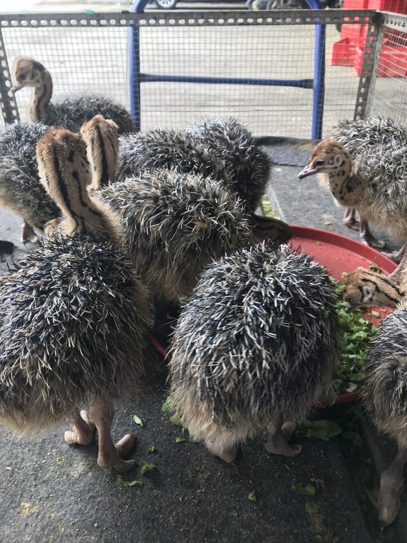 广西南宁西乡塘区鸵鸟苗 38.98元/只鸵鸟幼苗一