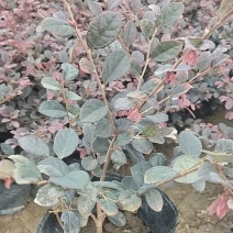 基地直供大量供应红花继木苗