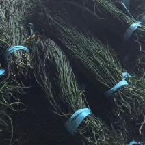 产地直踩烘干豆角大量批发