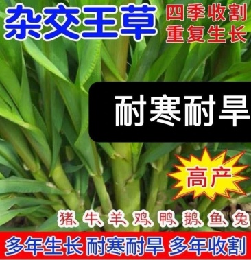 进口高产四季牧草王大叶晚熟杂交王草种子牛羊猪鱼兔牧草种子