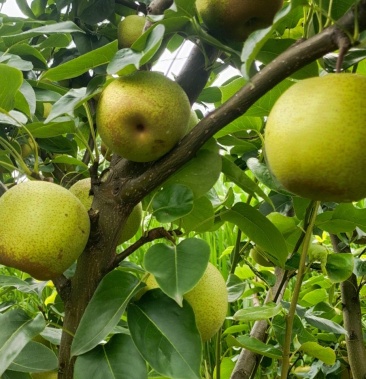 桂花梨上市,个头大,味道甜,果面干净!