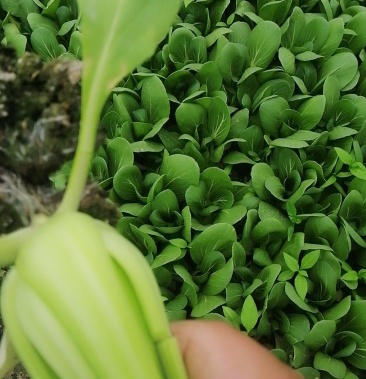 优质小青菜杭白菜产地直销大量供应江浙沪周边
