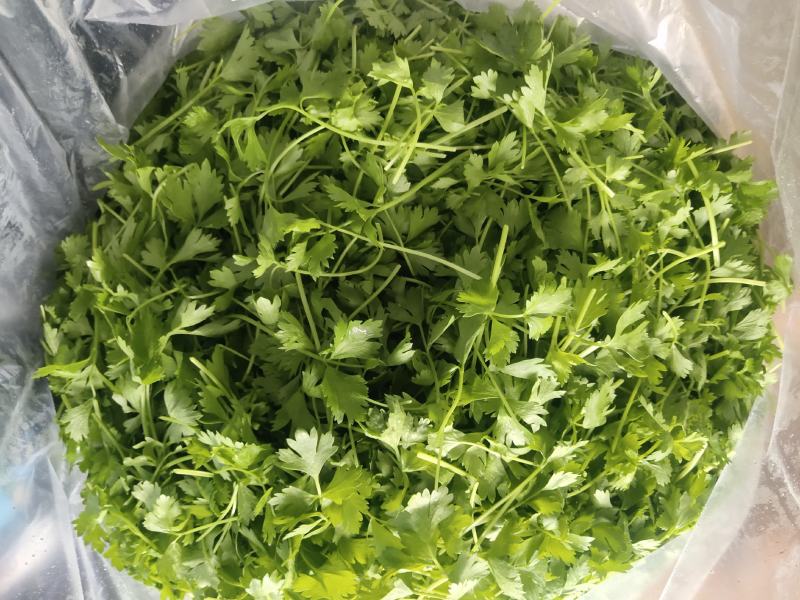 [香芹批发]河北保定高碑店市芹菜 12.00元/斤三叶香 _ 一亩田