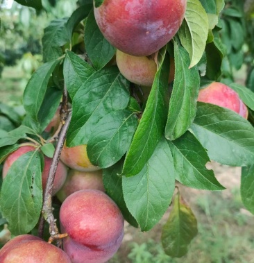 八宝丹李,小红宝石李,青脆李子有现货