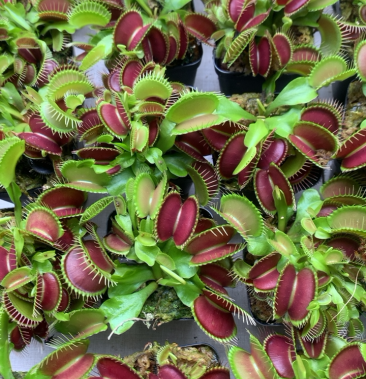 [批发]驱蚊草食虫草趣味盆栽捕蝇草泰坦巨人捕蝇草批发价格11.