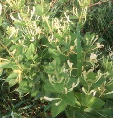 金银花四季一年苗0.45包技术包回收干花