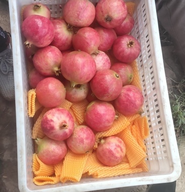 [会理石榴批发]四川大凉山会理石榴,商超落地配,石榴供应链价格4.