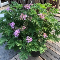 盆栽驱蚊草神奇驱蚊草盆栽驱蚊草苗驱蚊草室内推荐