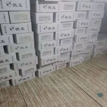 白条乳鸽