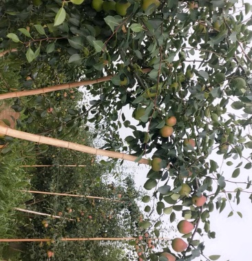 90/斤起批价10000斤产地山西运城盐湖区物流运费待商议规格651.