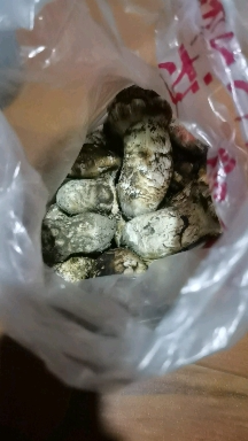 西藏高原林芝波密新鲜野生松茸通货规格货批发