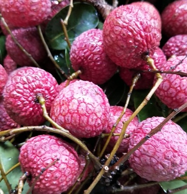 [荔枝批发]荔枝(槐枝)价格1.60元/斤 - 一亩田