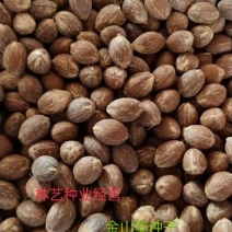 散装金山葵种子皇后葵果实可食庭院观赏树紫金鼠菩提文玩菩提