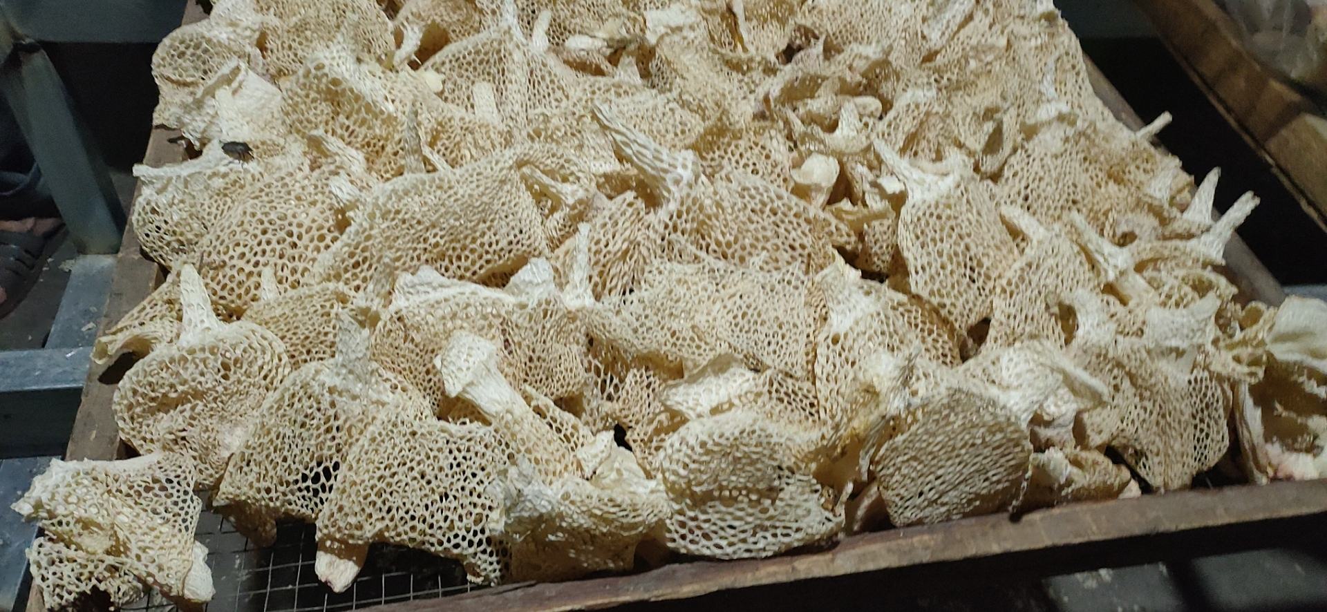 晾晒中的长裙竹荪干品