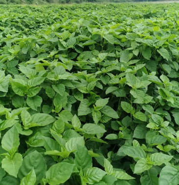 [血通菜批发]血通菜价格8.00元/斤 - 一亩田