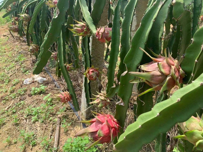 越南红心火龙果果园航拍图