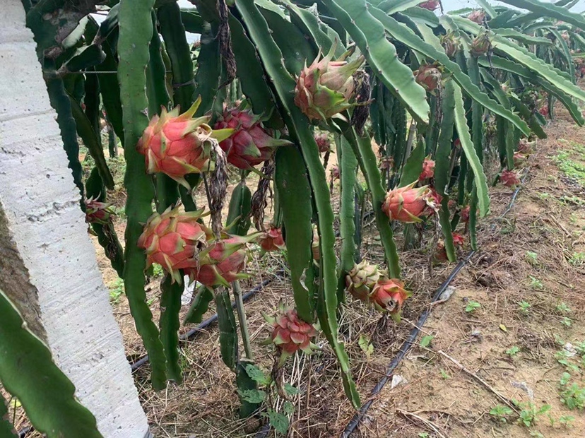 华南主产区农户在2月底开展红心火龙果标准化定植作业:工人佩戴手套手持带芽茎段,垂直插入已覆黑膜的垄面,水泥柱架列整齐,背景可见防雨棚骨架与滴灌带布设 华南红心火龙果春季定植现场图