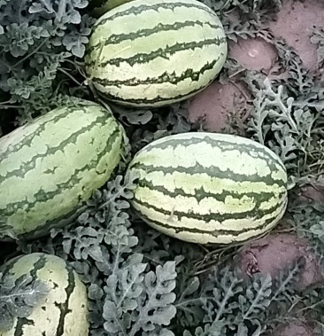 [金花西瓜批发]新疆哈密产地西瓜,瓜型漂亮,糖度高,大吨位走货价格0.