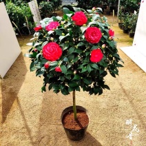 山茶花大红六角赤丹茶花产地直销批发一件起批