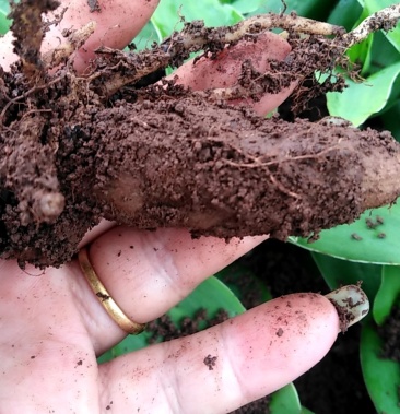 [双肾草批发]肾经草价格30.00元/斤 - 一亩田