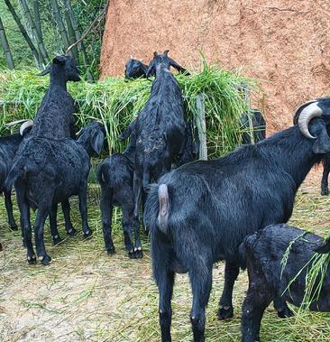 黑山羊种羊繁殖母羊