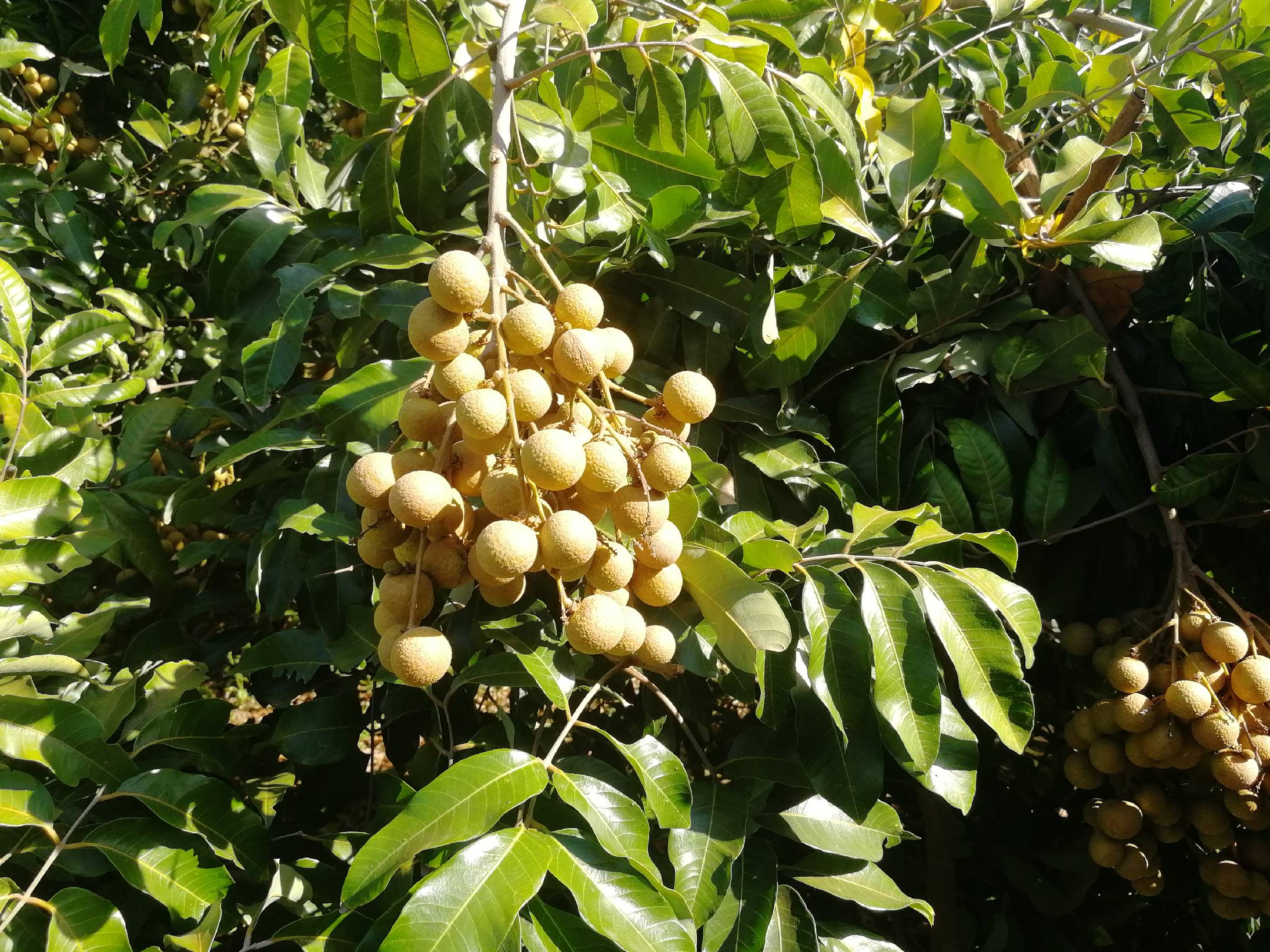 石硖龙眼成熟果实特写