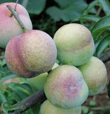 四川省屏山县富硒半边红茵红李