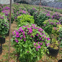 叶子花