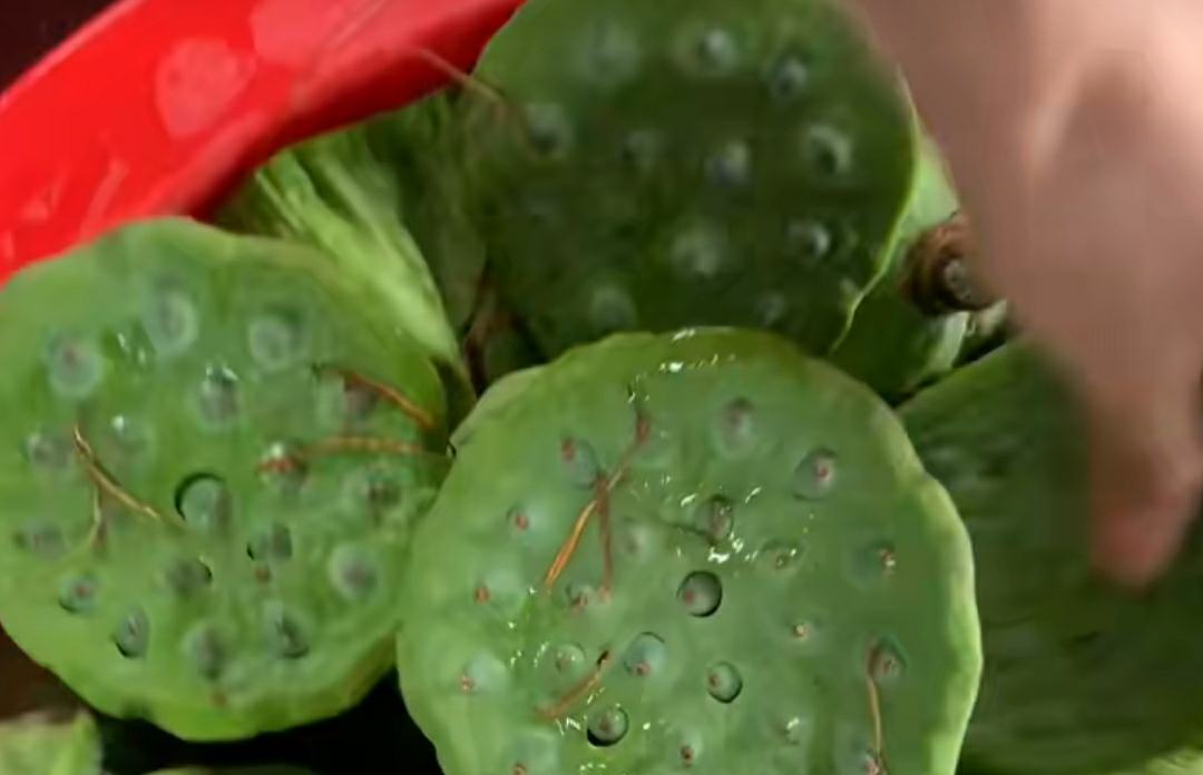 建选17号莲蓬特写