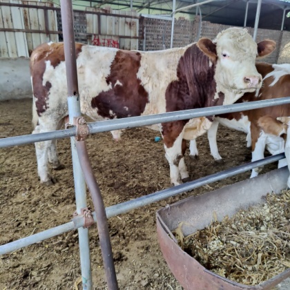 山西黄牛西门塔尔试试搜这些忻州小公牛,养殖场一手供应,可视频,以质