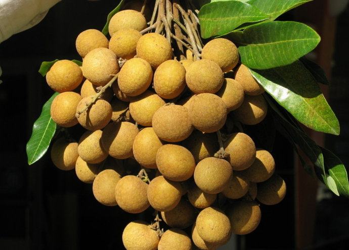 石硖龙眼果实特写,展示果肉饱满、颜色金黄的特征 石硖龙眼果实特写