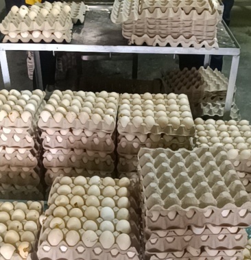 大型孵化场当天21天毛蛋批发