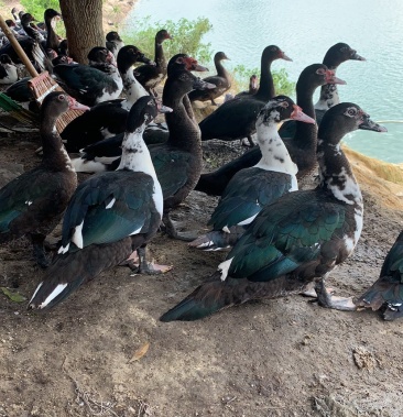 [番鸭批发]卢鸭公价格6.30元/斤 - 一亩田