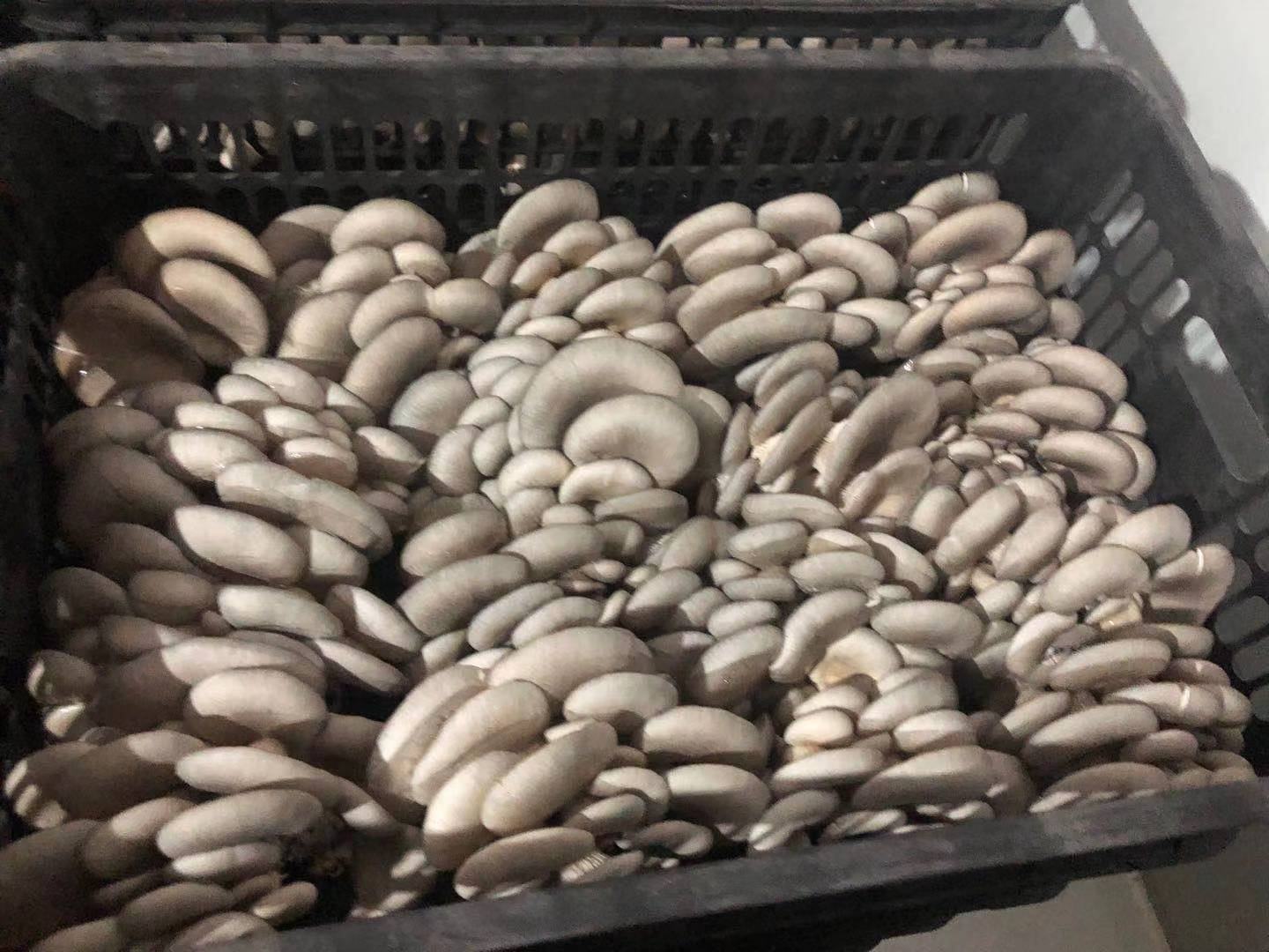 鲜平菇烹饪美食图