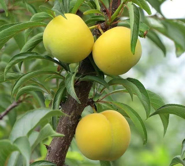 蜂糖李成熟果实特写