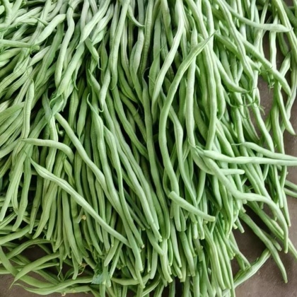 四季豆价格行情