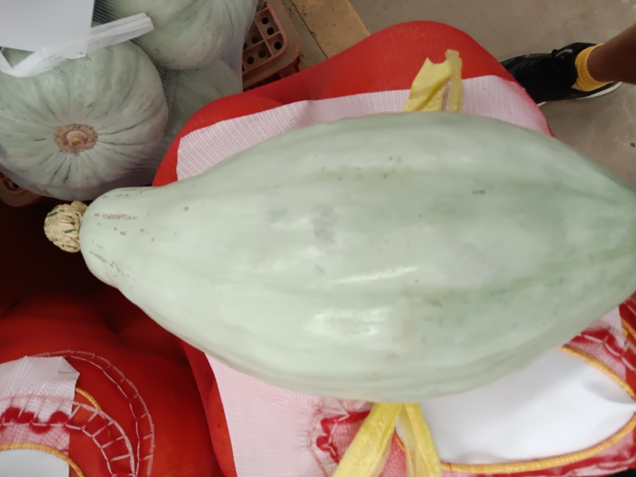奶油小南瓜图片