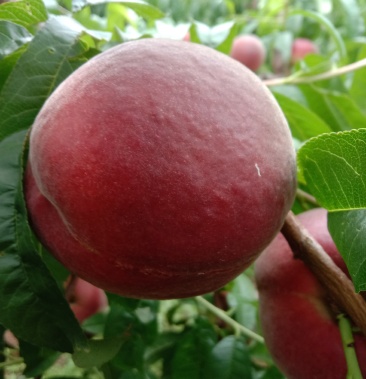 [春雪桃批发]春雪毛桃,口感脆甜.价格1.20元/斤 - 一亩田