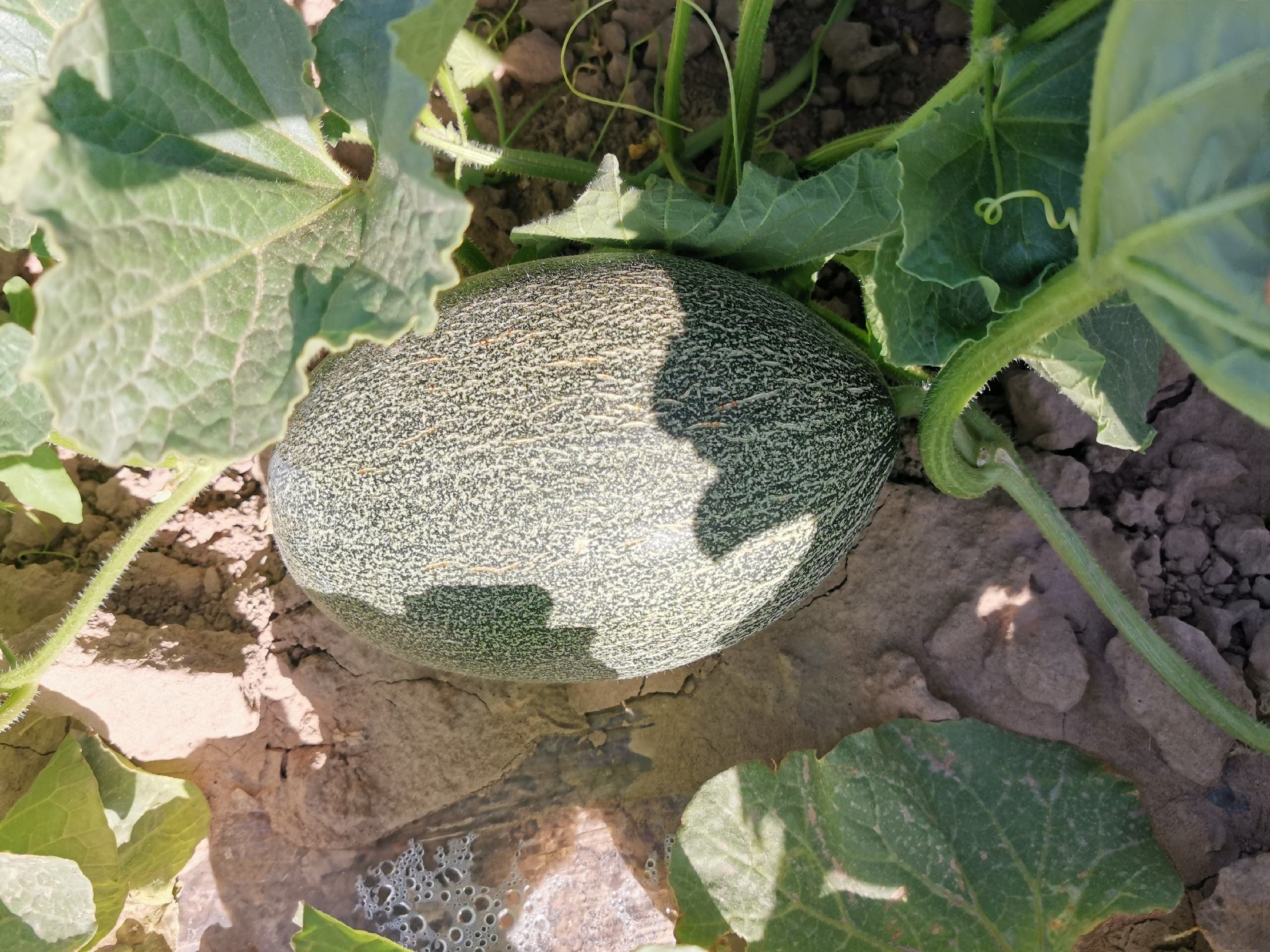 瓜州蜜瓜切面特写展示果肉与糖心