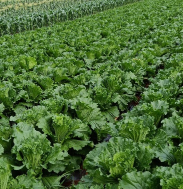 70版绍菜,10左右可以出菜,要的老板可联系.