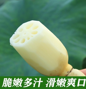 莲藕 新藕 水果藕 产地直销 可视频看货