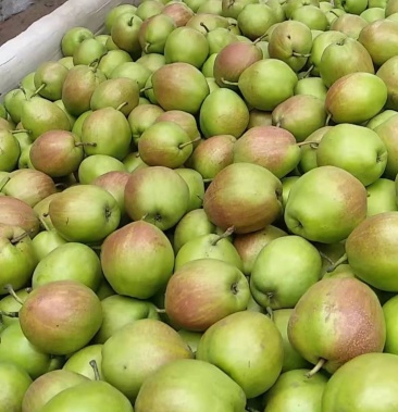 新梨七号,口感脆甜多汁,没渣子