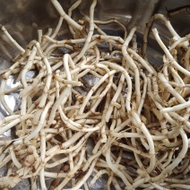 鱼腥草