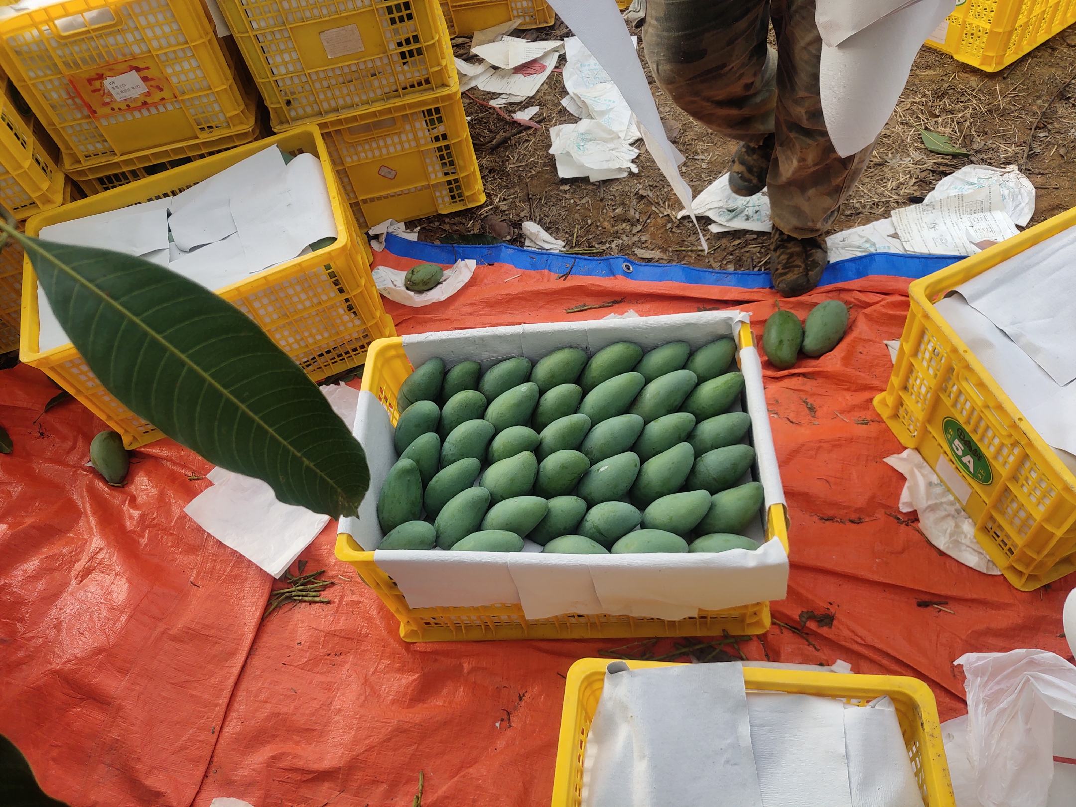 果农正在百色田东的山坡果园中手工采摘成熟的桂七芒,工人佩戴手套使用专用剪刀剪下果柄带梗的果实,篮筐内整齐摆放着青绿色的S型芒果,背景可见分级包装棚 采摘中的桂七芒