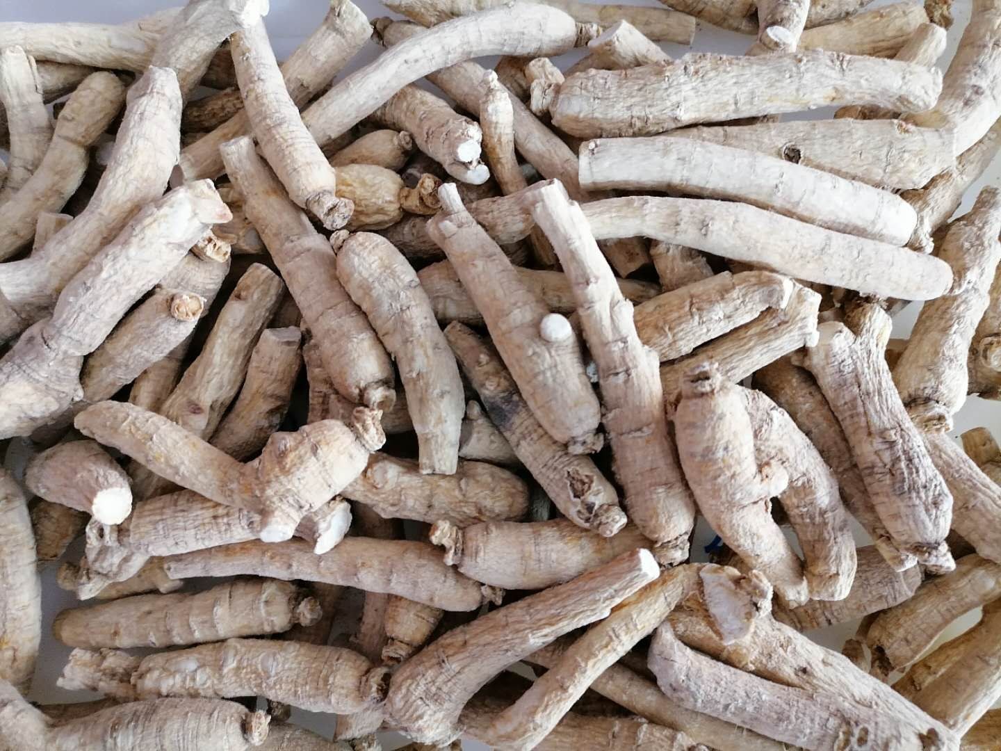 一名身穿白色工作服的工人坐在木质桌前,正在仔细分拣一批干燥的生晒西洋参。桌上铺有浅色布巾,参体呈淡黄色,形状完整,带有细长须根。背景为传统中药加工厂内部,架子上整齐摆放着装有参片的玻璃罐 工人手工挑选生晒西洋参场景