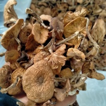 东北特产野生菌
