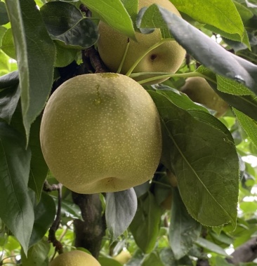 [翠冠梨批发]福建建宁特产翠冠梨价格2.00元/斤 - 一亩田