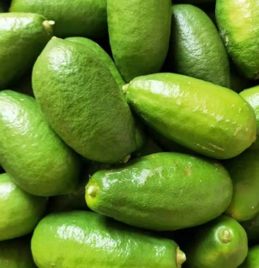 [香水柠檬批发]台湾无籽香水柠檬 汁水多,香味浓,随摘随发价格8.