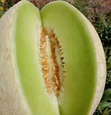 甘肃甜瓜,银蒂甜瓜口感脆甜多汁,支持各大电商配货